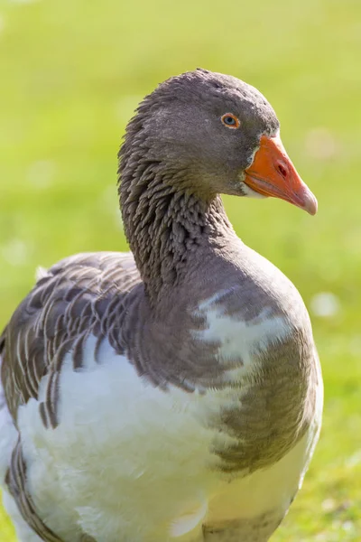 Tiro Perto Pato Selvagem Junto Lago — Fotografia de Stock