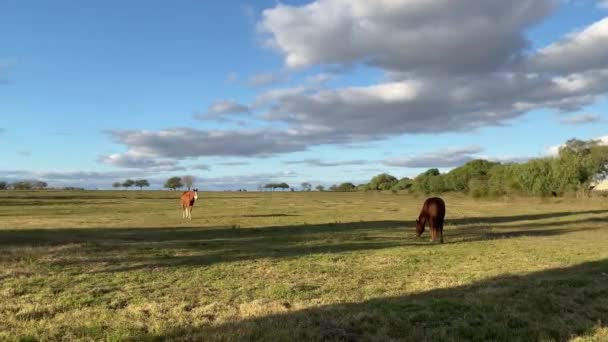 Una Mandria Cavalli Pascolo Nel Campo — Video Stock