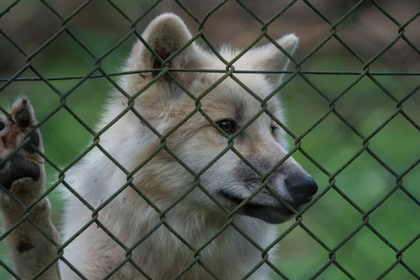 Adorable Husky Blanco Parque Detrás Una Cerca Red — Foto de Stock