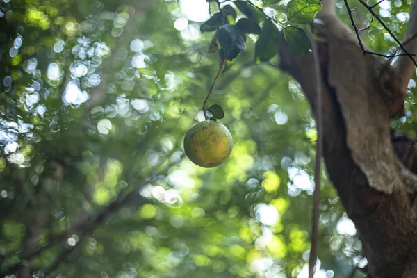 木の枝にレモンのクローズアップショット — ストック写真