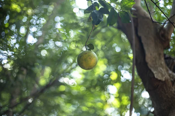 Närbild Citron Trädgren — Stockfoto