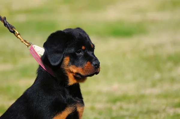 Purebred Rottweiler Dog Garden — Stock Photo, Image