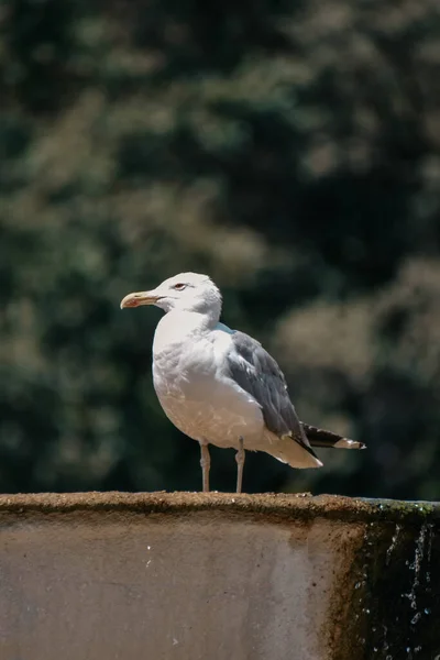 Vatikan Daki Çeşmenin Üzerindeki Bir Martıdan Seçici Bir Örnek — Stok fotoğraf