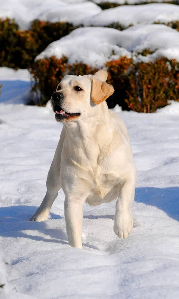 Egy Sárga Labrador Függőleges Közelsége Sétál Hóban — Stock Fotó