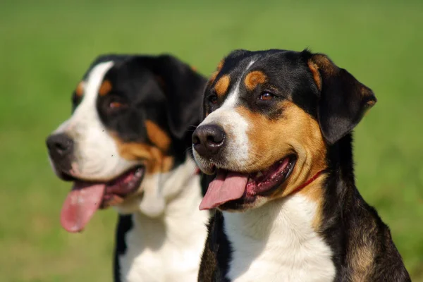 Двоє Швейцарських Гірських Собак Вистрілили Ковдру — стокове фото