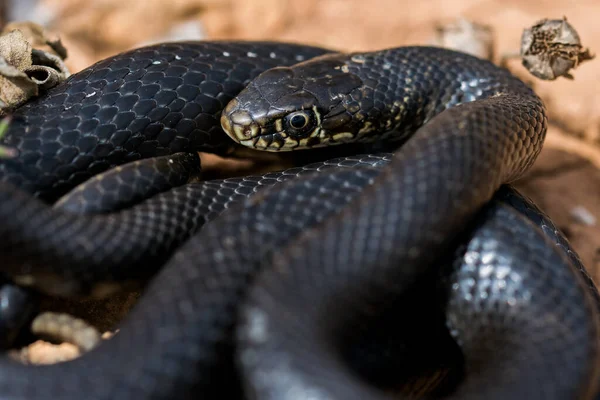 Närbild Vuxen Svart Västerländsk Piskorm Hierophis Viridiflavus Hopkrupen Och Sola — Stockfoto