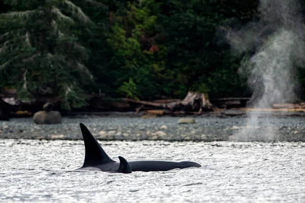Duas Baleias Orca Transitórias Nadando Água Northern Vancouver Island Canada — Fotografia de Stock