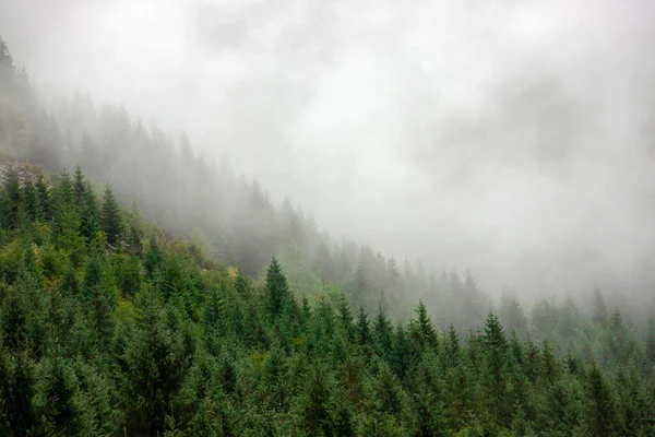 Hermoso Paisaje Con Niebla Sobre Bosque — Foto de Stock