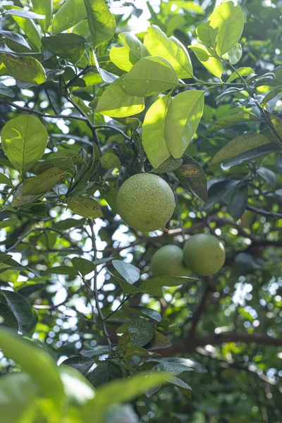 Närbild Ett Citronträd Som Växer Park — Stockfoto
