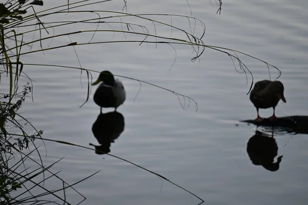 Eine Schöne Aufnahme Von Niedlichen Enten Auf Einem See — Stockfoto