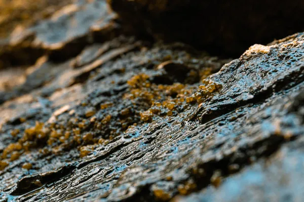 Selektiv Fokusbild Mossbelagd Våt Sten — Stockfoto