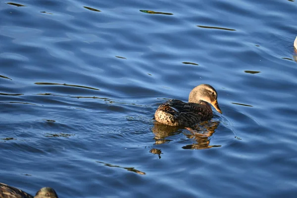 湖上一只可爱的鸭子的美丽镜头 — 图库照片