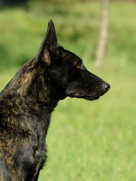 A vertical shot of Dutch Shepherd Dog outdoors