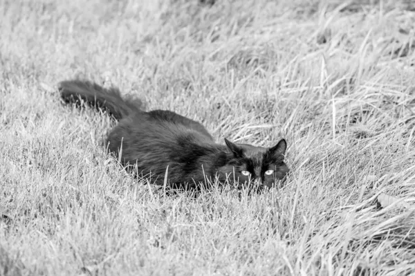 Fotografía Escala Grises Gato Negro Tirado Hierba Profundidad Superficial Del — Foto de Stock