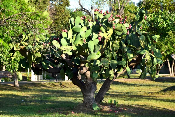 Une Belle Nature Vue Rapprochée Cactus Dans Jardin — Photo