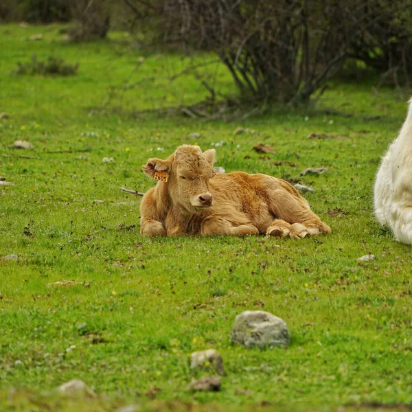 Krowa Leżąca Zielonej Trawie — Zdjęcie stockowe