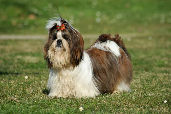 Chien Mignon Unny Shih Tzu Pendant Journée — Photo