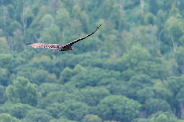 Vulture Soaring Forest Pennsylvania — Stock Photo, Image