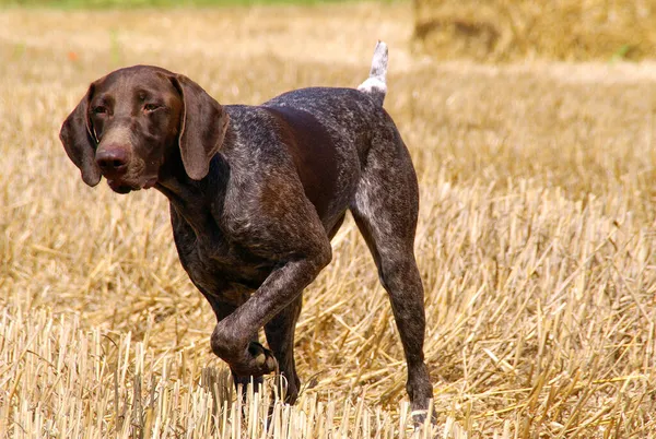 Nahaufnahme Eines Deutschen Kurzhaar Pointer Hundes Beim Spazierengehen Freien — Stockfoto