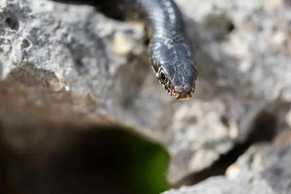 Close Macro Shot Face Head Adult Black Western Whip Snake — Fotografia de Stock