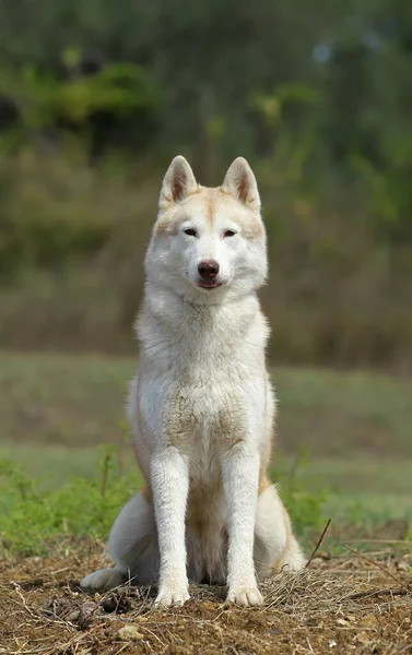 Eine Schöne Aufnahme Eines Siberian Husky Freien Während Des Tages — Stockfoto