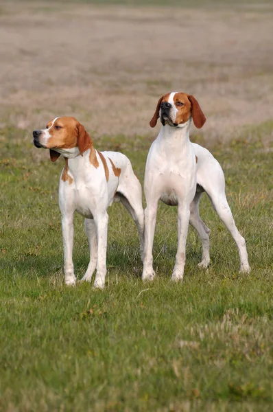 德国斑纹猎犬在户外的垂直镜头 — 图库照片