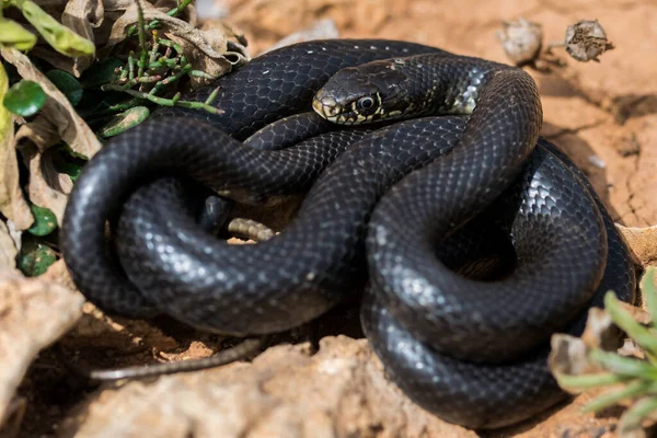 Primer Plano Serpiente Látigo Occidental Negra Adulta Hierophis Viridiflavus Acurrucado — Foto de Stock