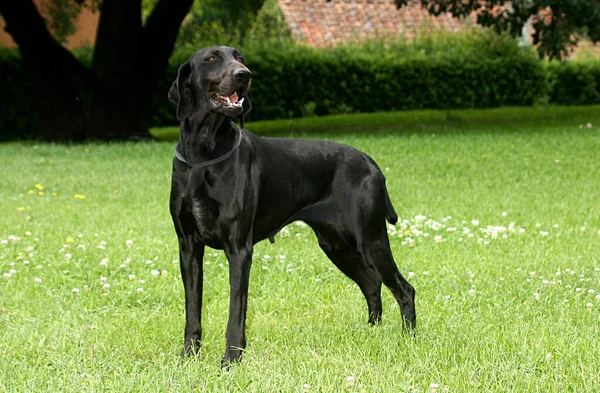 Ένας Μαύρος Γερμανός Κοντός Σκύλος Εξωτερικούς Χώρους — Φωτογραφία Αρχείου
