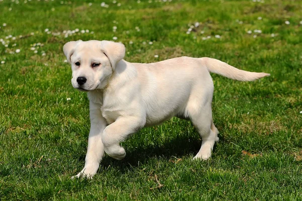 Close Filhote Cachorro Bonito Labrador Andando Grama — Fotografia de Stock