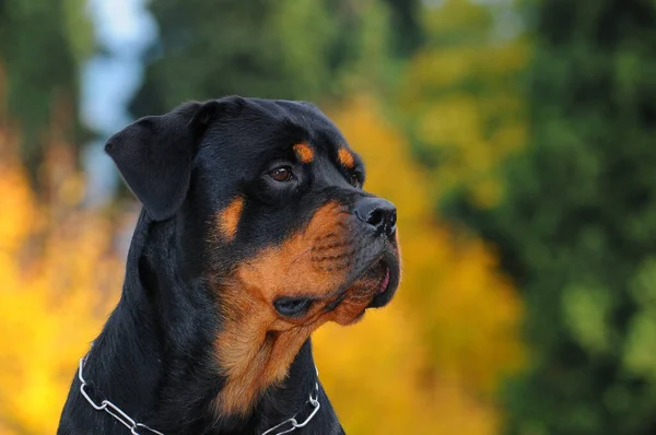 Bahçede Safkan Bir Rottweiler Köpeği — Stok fotoğraf