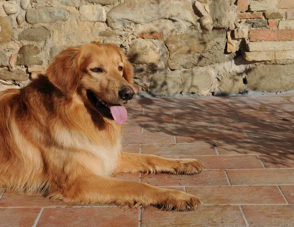 Een Close Van Hovawart Hond Liggend Vloer Buiten — Stockfoto