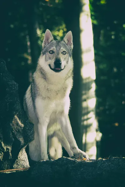 Tiro Vertical Fofo Checoslovaco Wolfdog Montanha — Fotografia de Stock