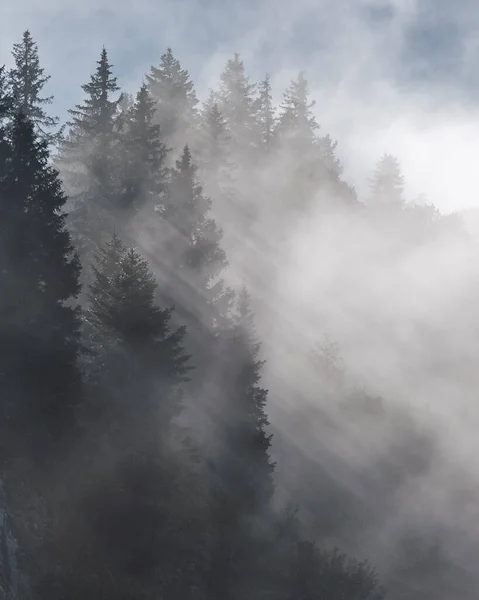太陽は森の中の朝の霧を通して輝いている — ストック写真