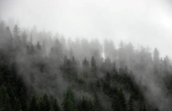 一片美丽的风景 雾蒙蒙的秋天的森林 — 图库照片