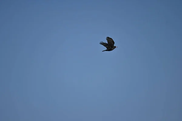 Een Zwarte Vogel Vlucht Blye Lucht — Stockfoto