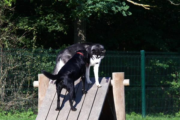 2 dogs playing on top of an obstacle in an off-leash dog park. There are a labrador dog and a husky dog.