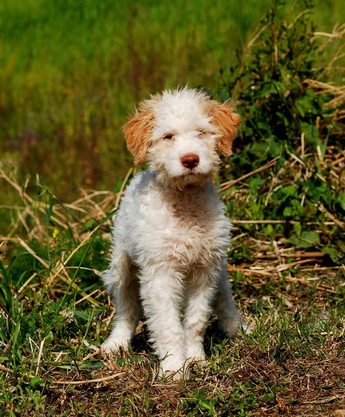 Egy Függőleges Lövés Egy Aranyos Lagotto Romagnolo Kutya Szabadban — Stock Fotó