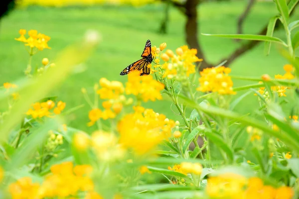 Enfoque Selectivo Una Mariposa Campo Flores Amarillas Sobre Fondo Borroso —  Fotos de Stock