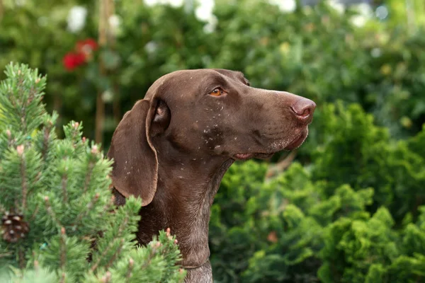 茶色のドイツの短髪のポインタ犬 — ストック写真