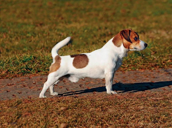 Una Hermosa Toma Perro Jack Russell Terrier Aire Libre Durante —  Fotos de Stock