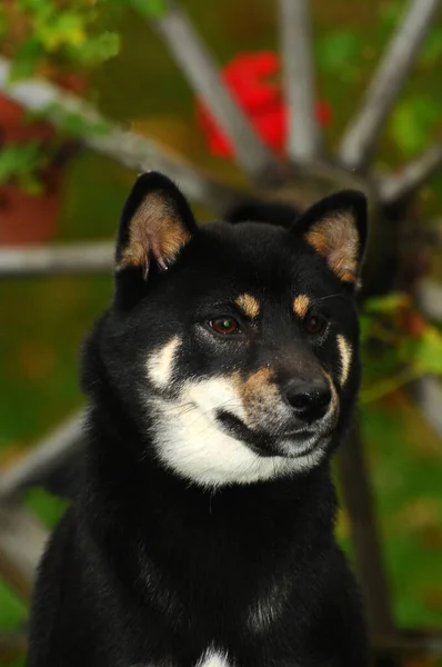 芝犬の垂直閉鎖 日本の狩猟犬の品種 — ストック写真