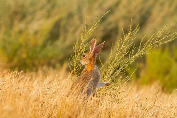 Coniglio Nel Campo — Foto Stock