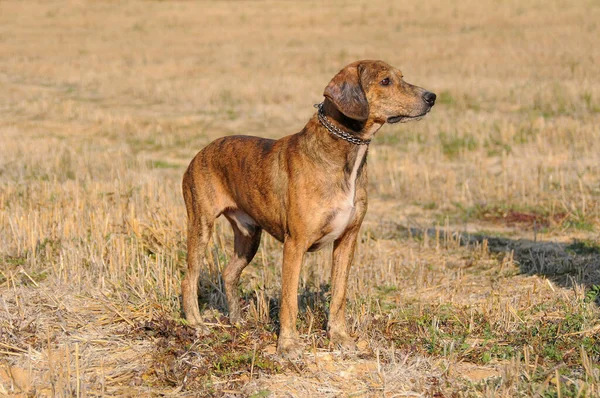 Знімок Собаки Сегуджо Італія — стокове фото