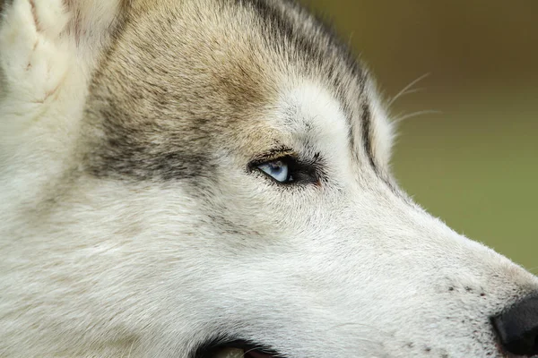 Gündüz Vakti Sibirya Husky Köpeğinin Güzel Bir Fotoğrafı — Stok fotoğraf