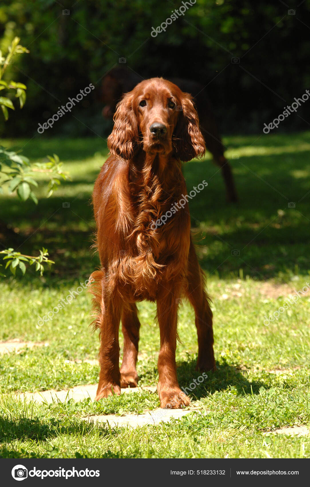 Brown Irish Setter Red Setter Park — Stock Photo © Wirestock #518233132, image size:1083x1700