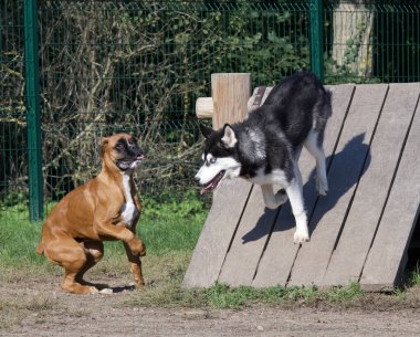 Husky dog and boxer dog playing cheerfully together in a dog park in the Lyon region clipart