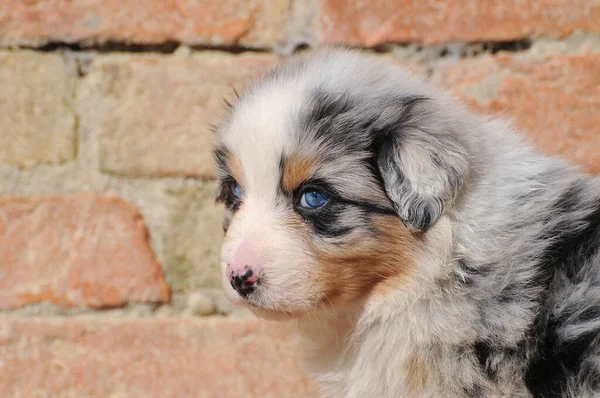 オーストラリアの羊飼いの子犬のクローズアップショット — ストック写真