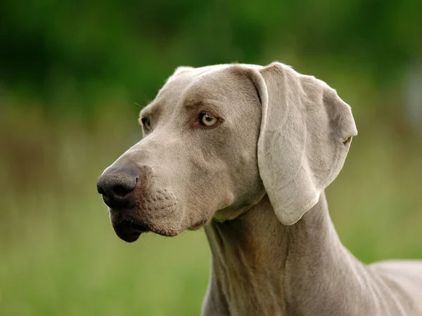 ワイマラナー犬のクローズアップ屋外 狩猟犬の品種 — ストック写真