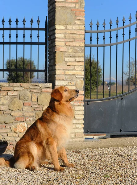 Giriş Kapısının Yanındaki Hovawart Köpeğinin Dikey Görüntüsü — Stok fotoğraf