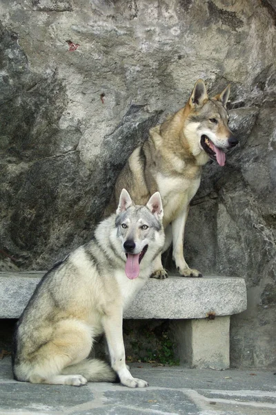 Een Verticaal Schot Van Twee Pluizige Tsjechoslowaakse Wolfhonden Berg — Stockfoto